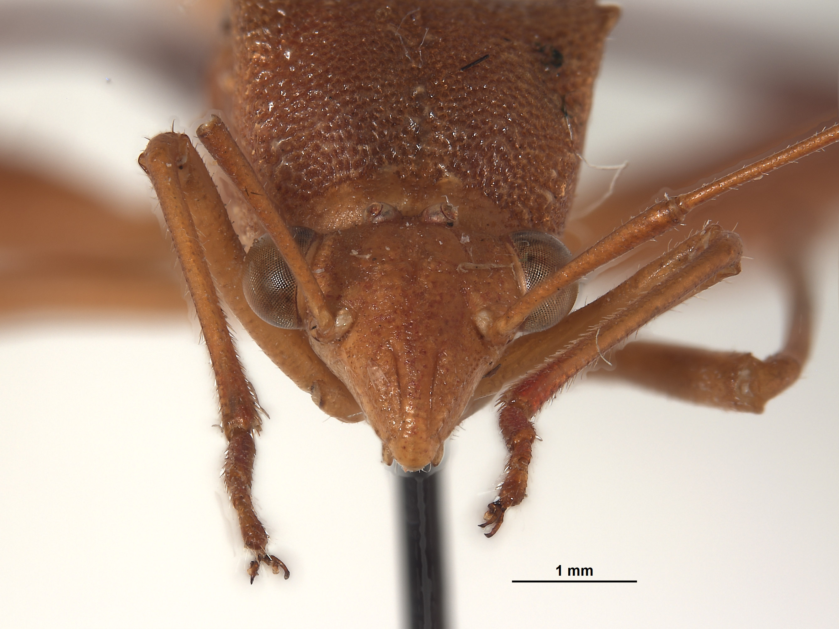 Hyalymenus subinermis image