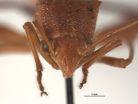 Hyalymenus subinermis image