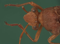 Hyalymenus subinermis image