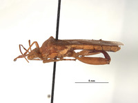 Hyalymenus subinermis image