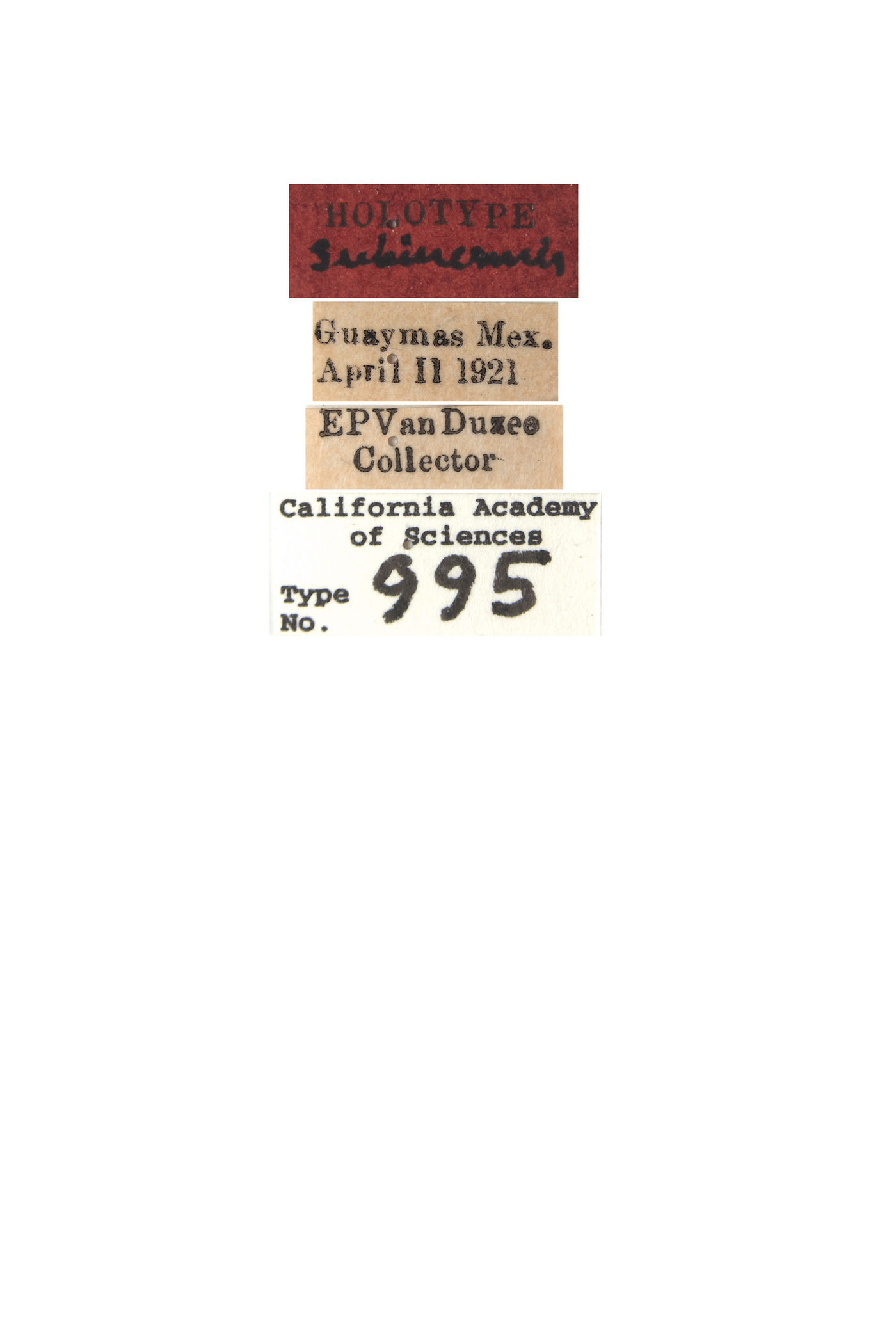 Hyalymenus subinermis image