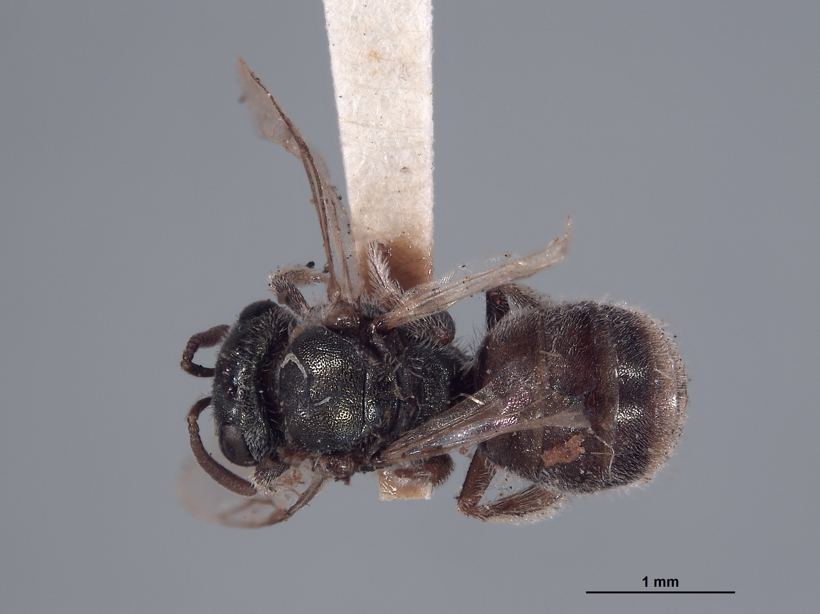 Panurgus halictoides image