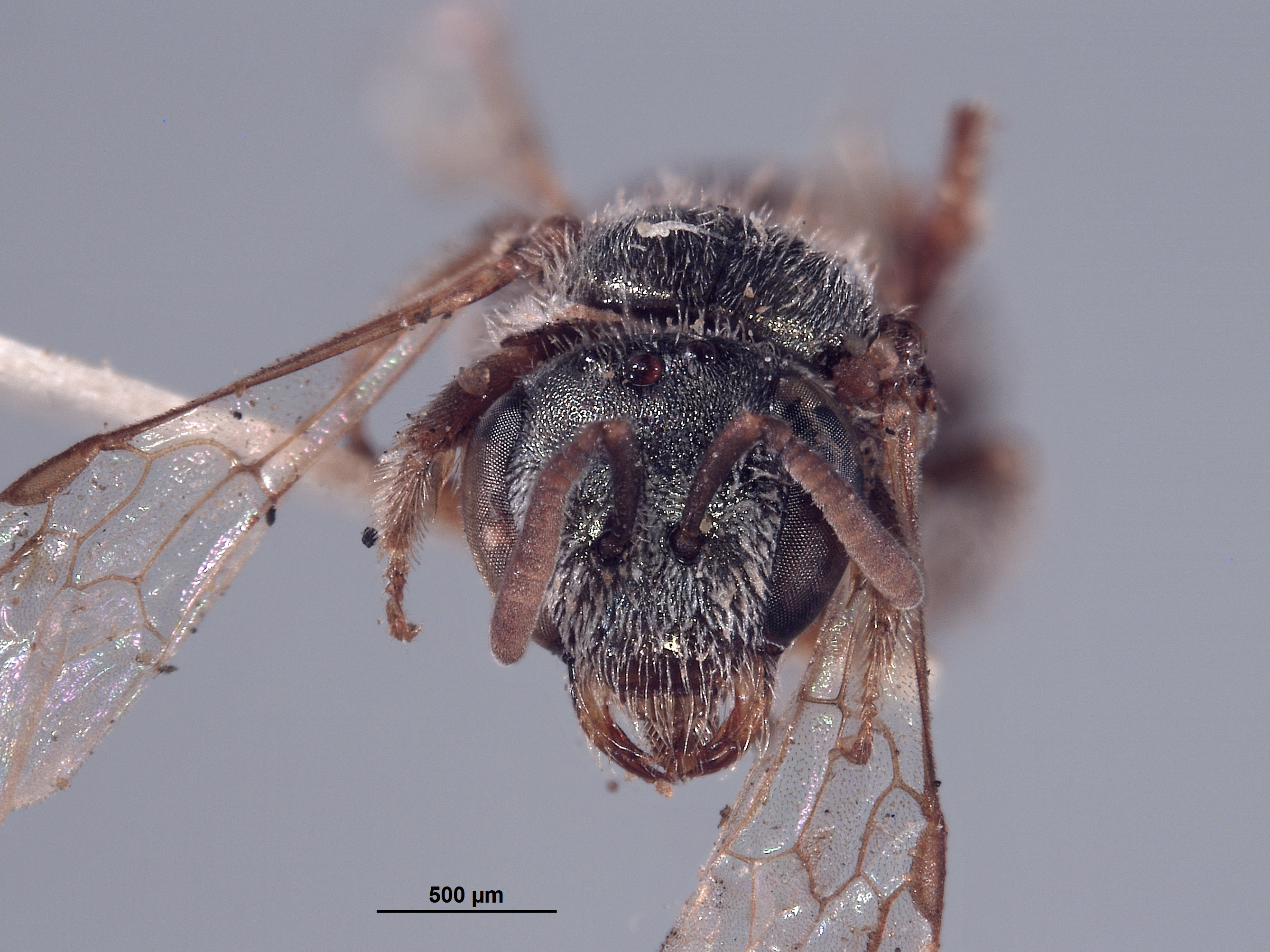 Panurgus halictoides image
