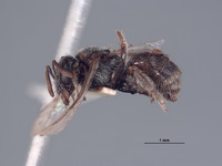 Panurgus halictoides image