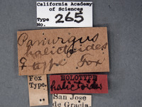 Panurgus halictoides image