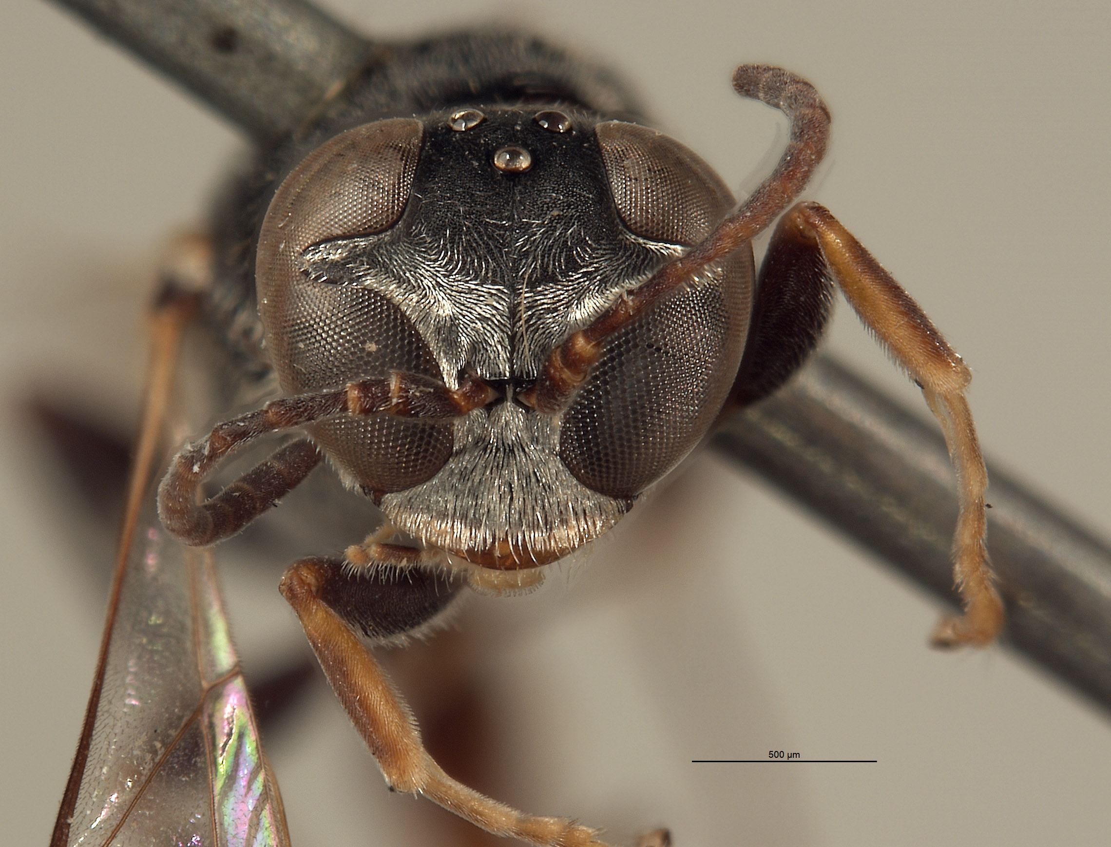 Trypoxylon centrale image