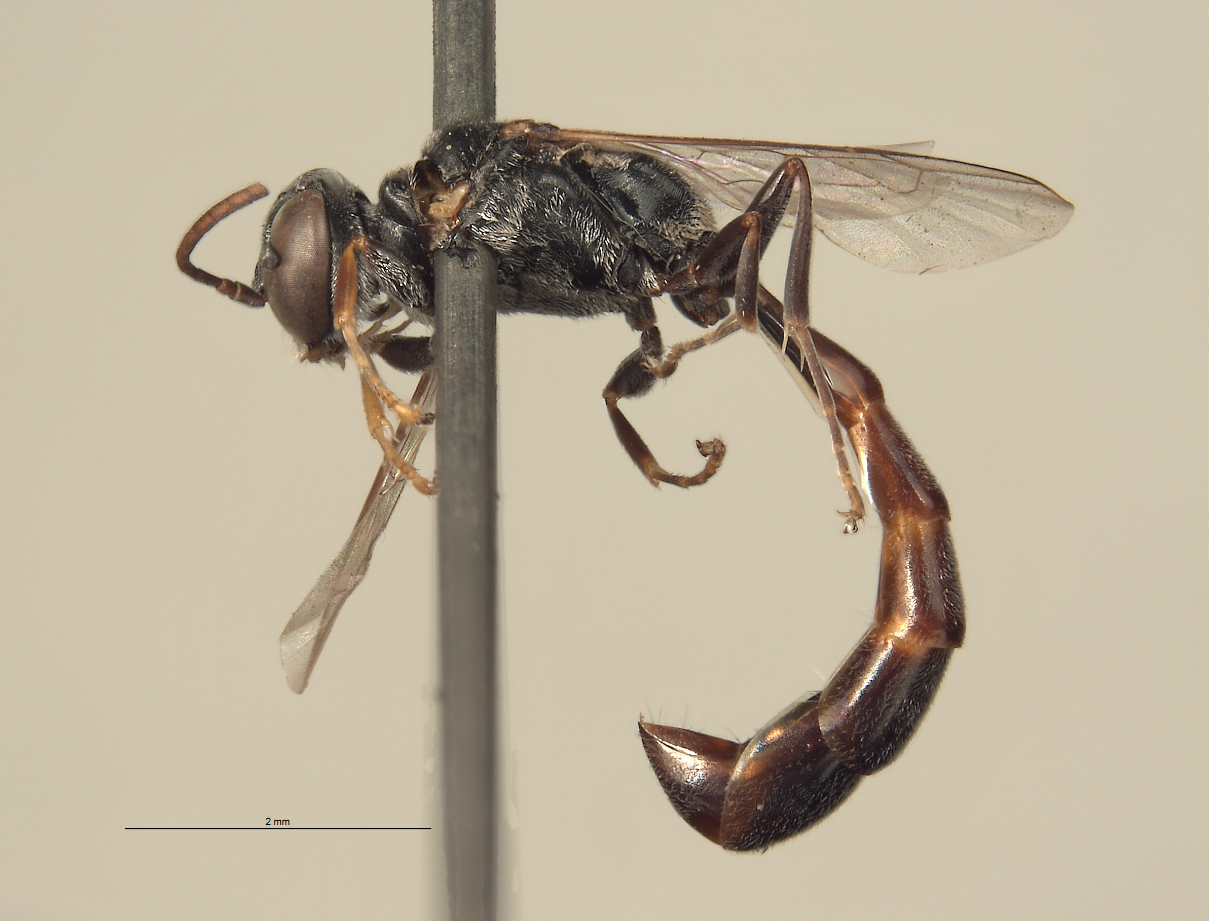 Trypoxylon centrale image