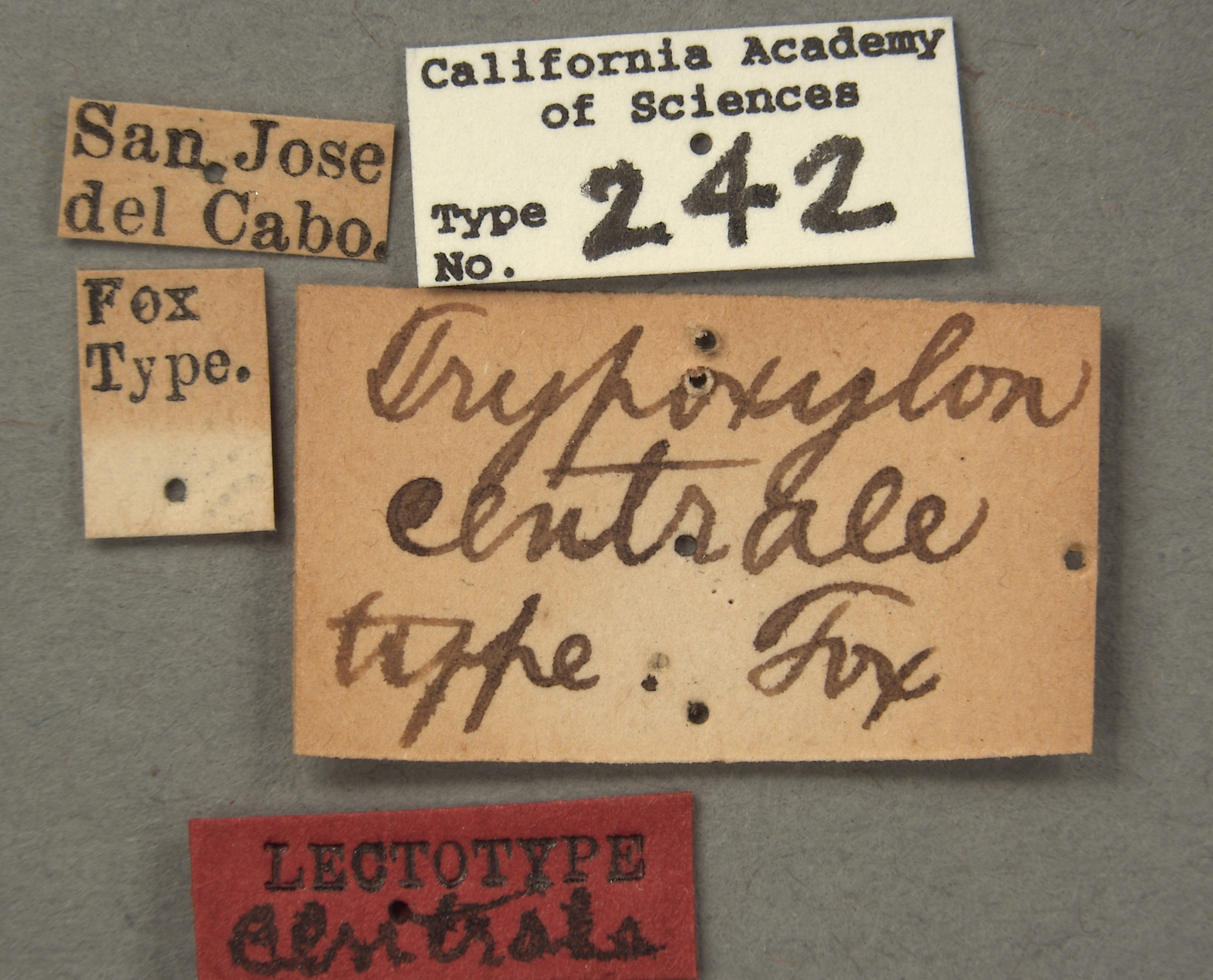 Trypoxylon centrale image