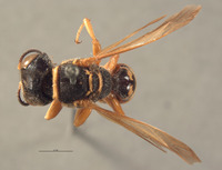 Crabro imbutus image