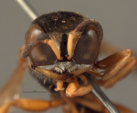 Crabro imbutus image