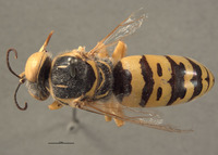 Bembex occidentalis image