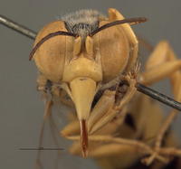 Bembex occidentalis image