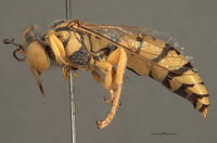Bembex occidentalis image