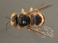 Bembex occidentalis image