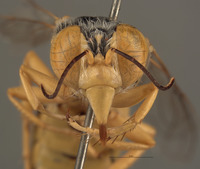 Bembex occidentalis image