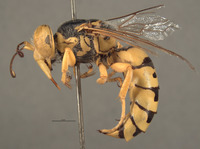 Image of Bembex occidentalis