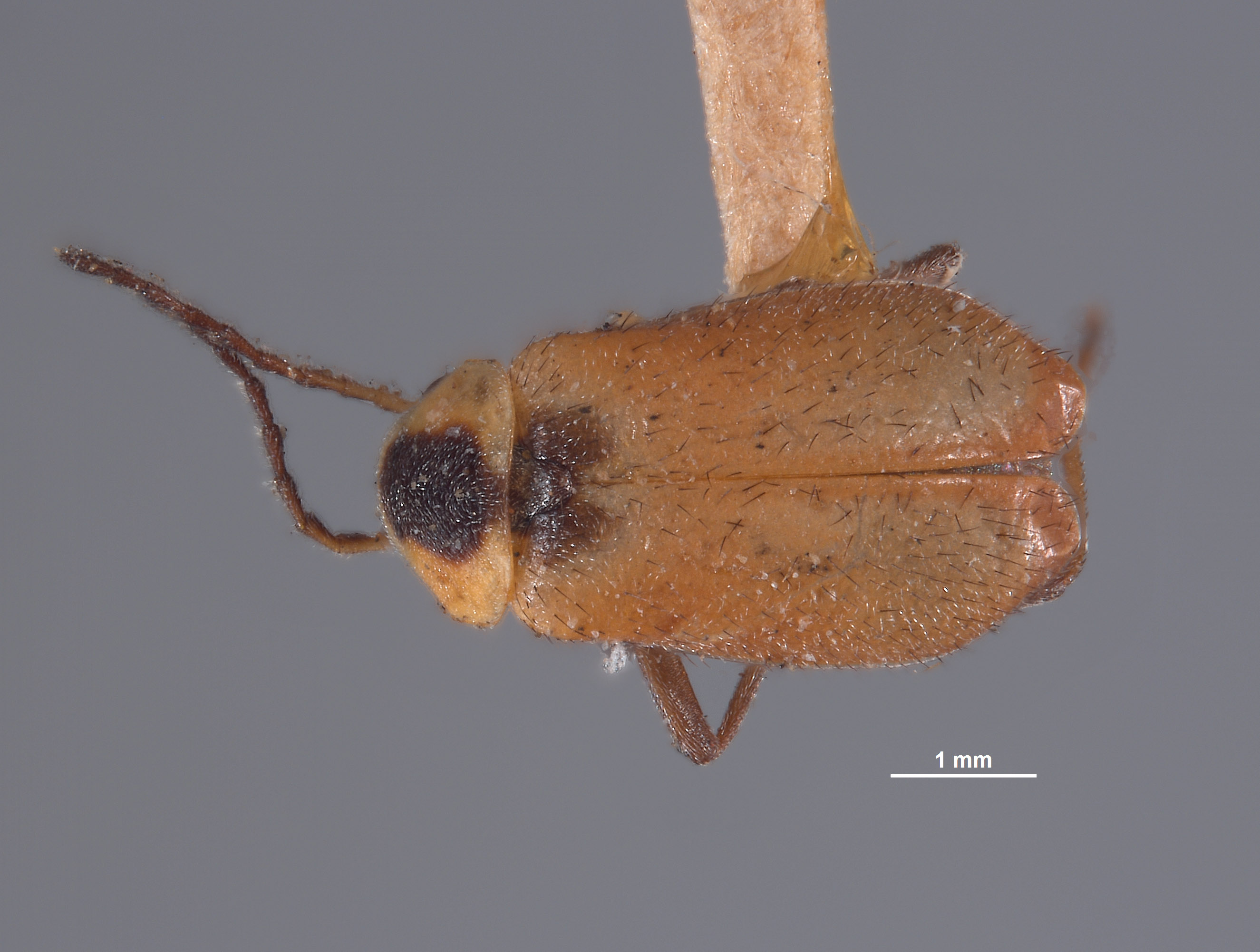 Attalus setosus image