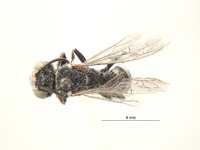 Aphilanthops hispidus image