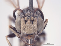 Aphilanthops hispidus image