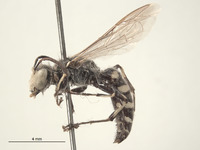 Image of Aphilanthops hispidus