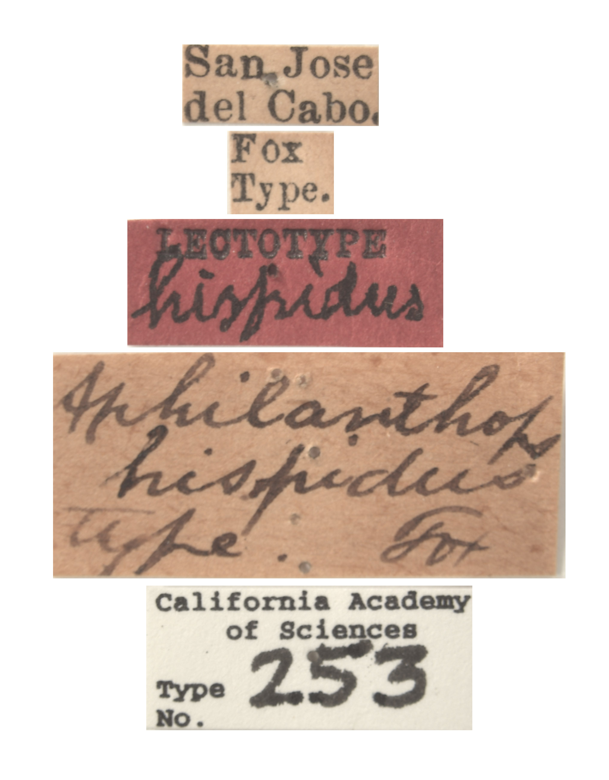 Aphilanthops hispidus image