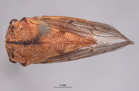 Platycotis maritimus image