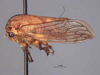 Platycotis maritimus image