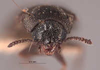 Dasytes angulatus image