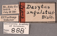 Dasytes angulatus image