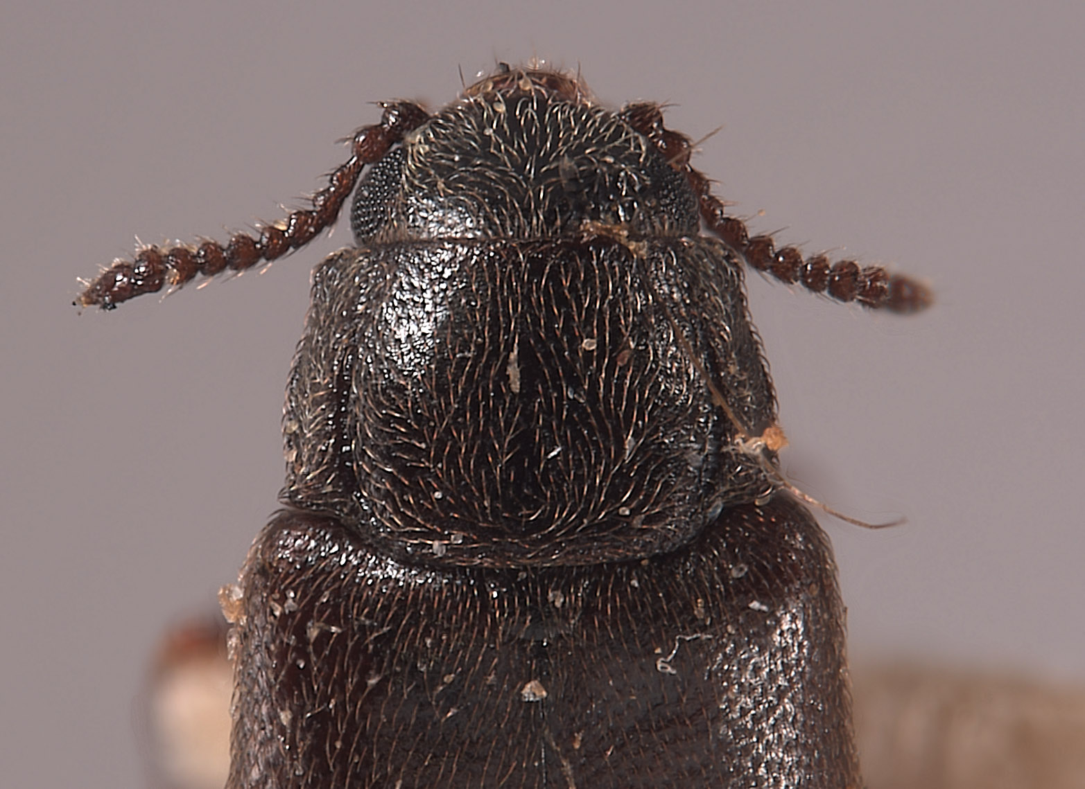 Dasytes angulatus image