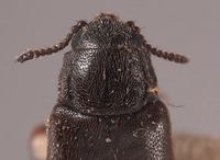 Dasytes angulatus image