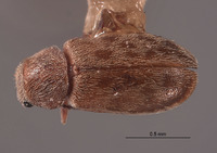 Dasytastes vanduzeei image