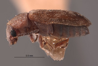 Dasytastes vanduzeei image