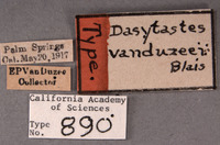 Dasytastes vanduzeei image