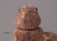 Dasytastes vanduzeei image