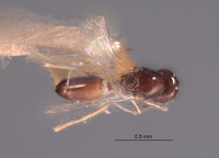 Hexaplasta californica image