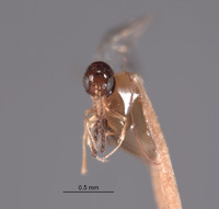 Hexaplasta californica image