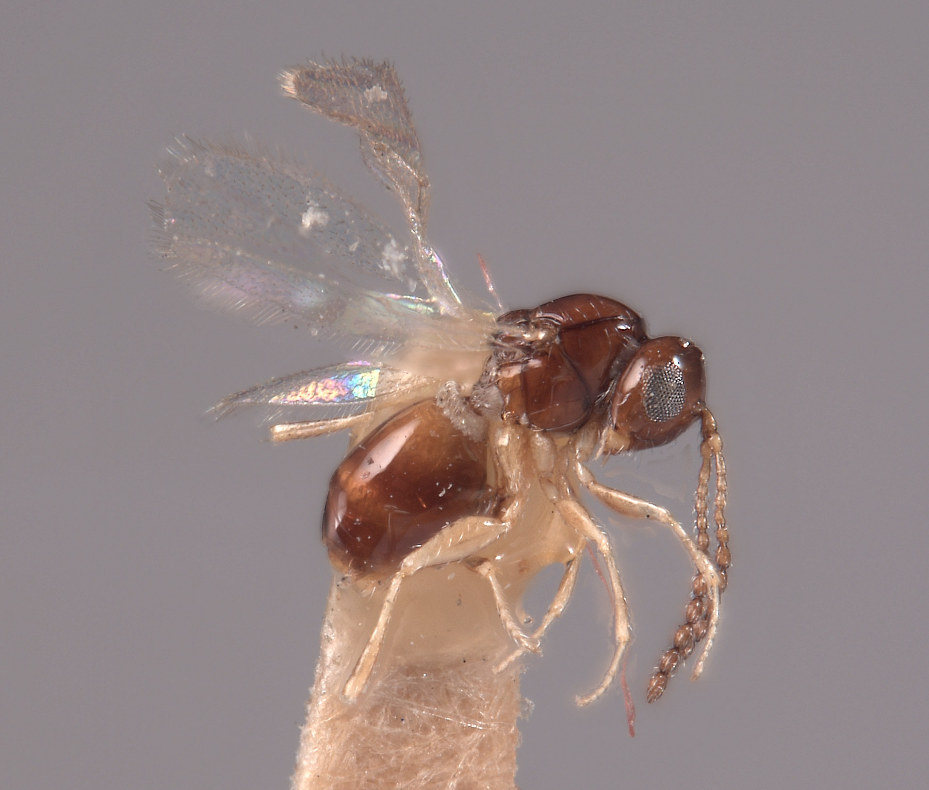 Hexaplasta californica image