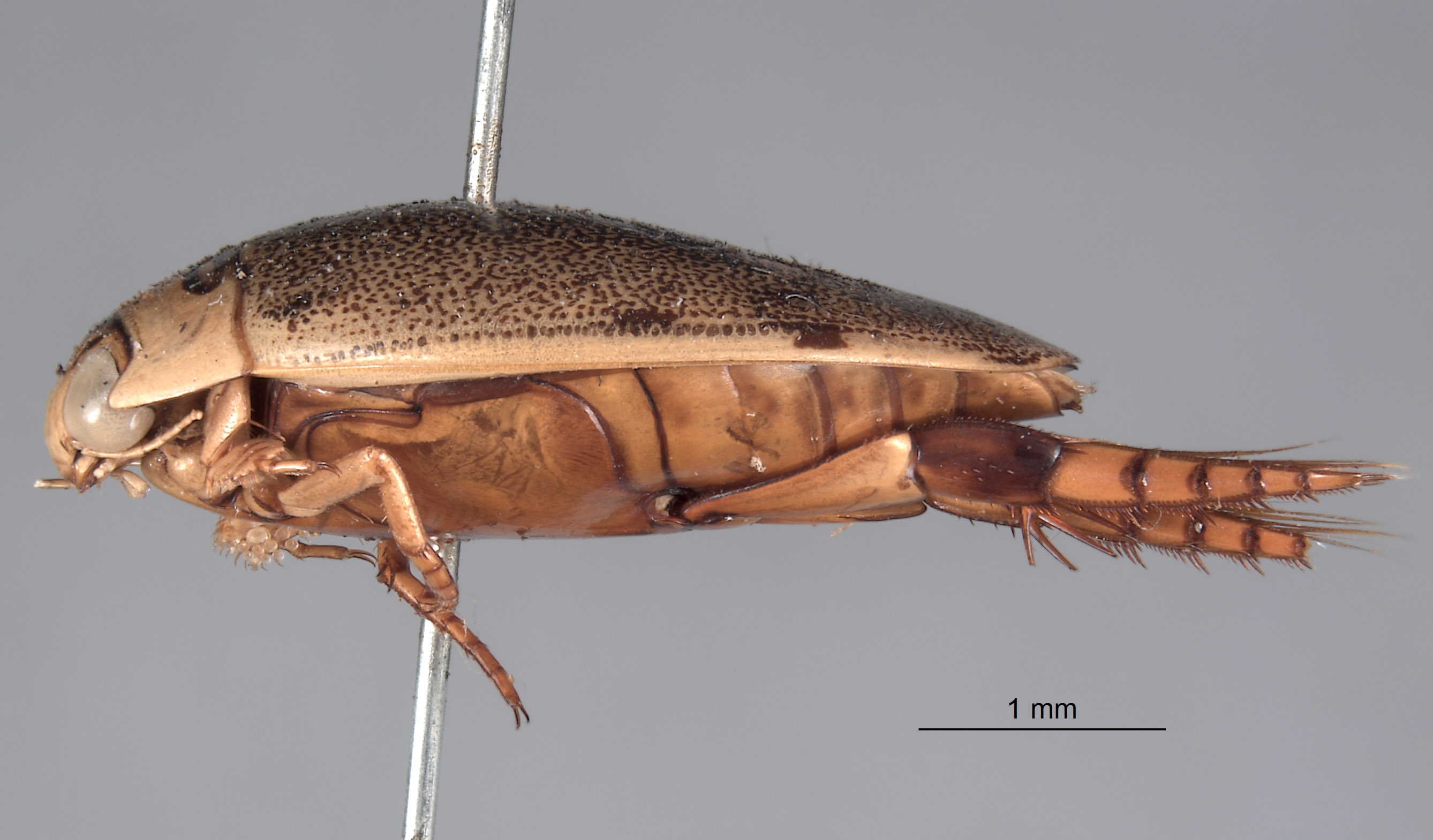 Dytiscidae image