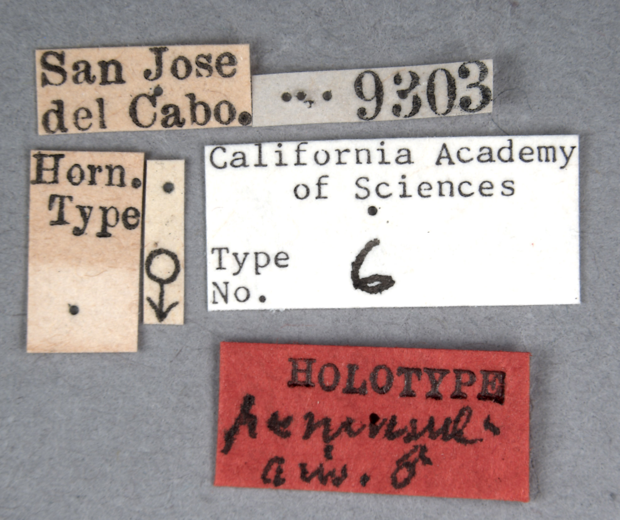 Thermonectes peninsularis image