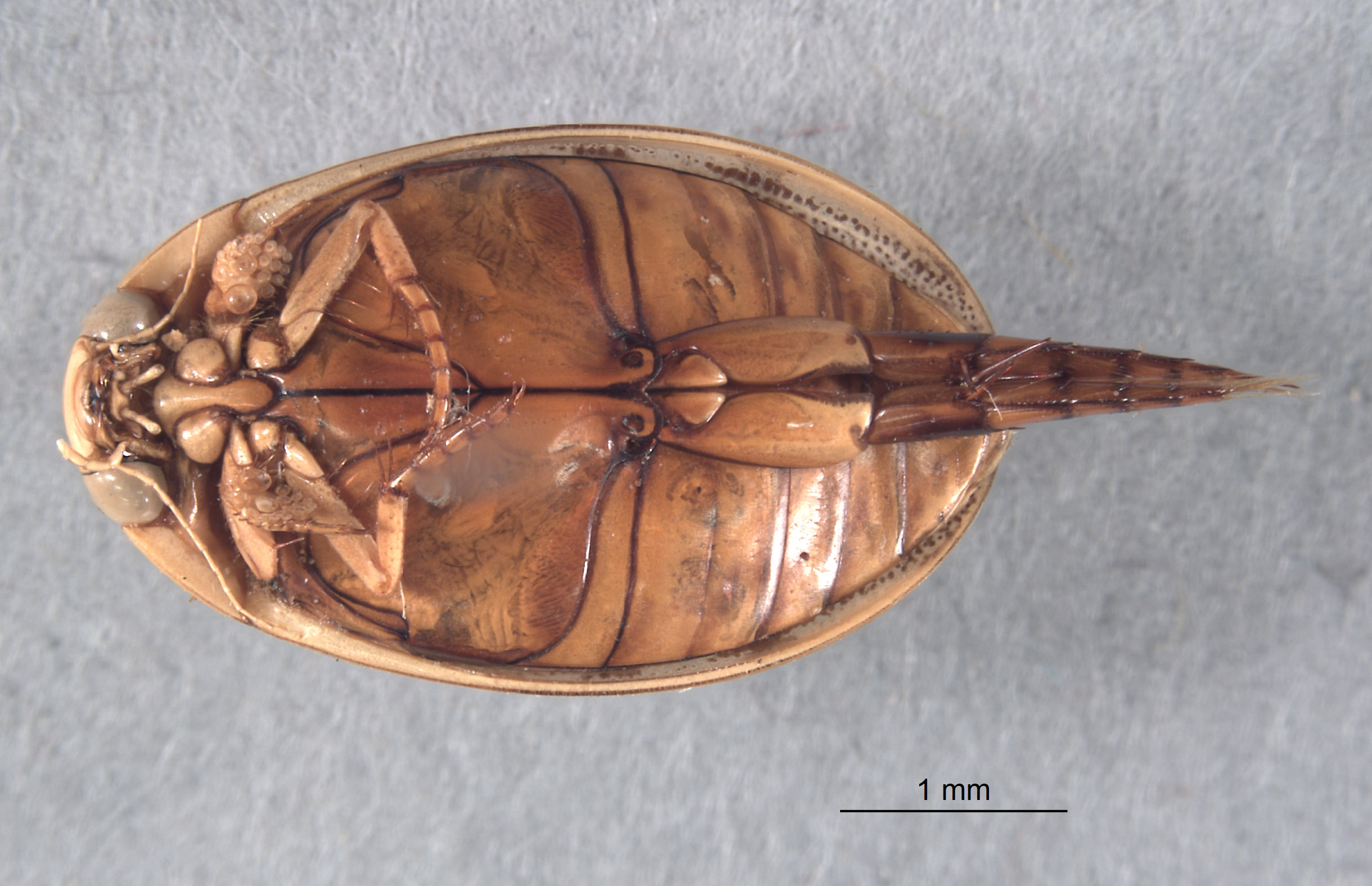 Dytiscidae image