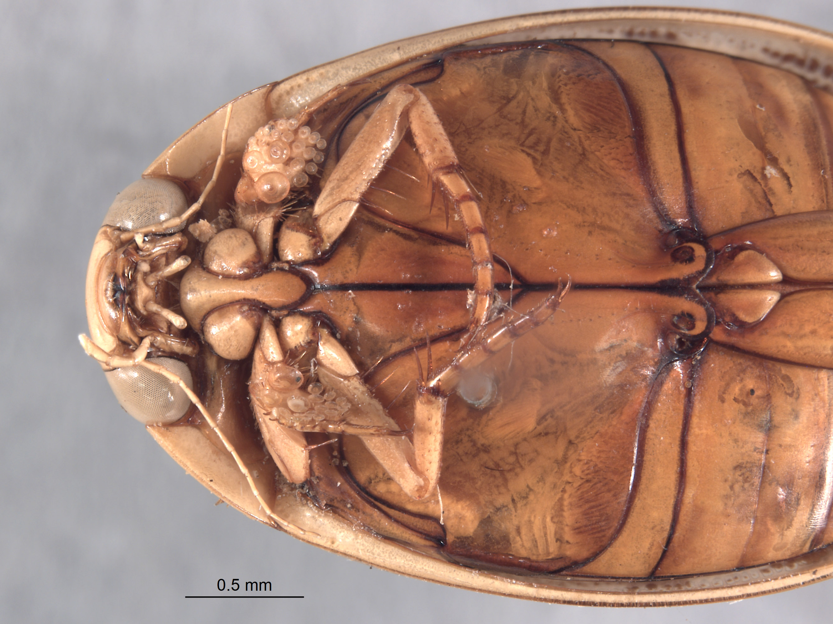 Thermonectes peninsularis image