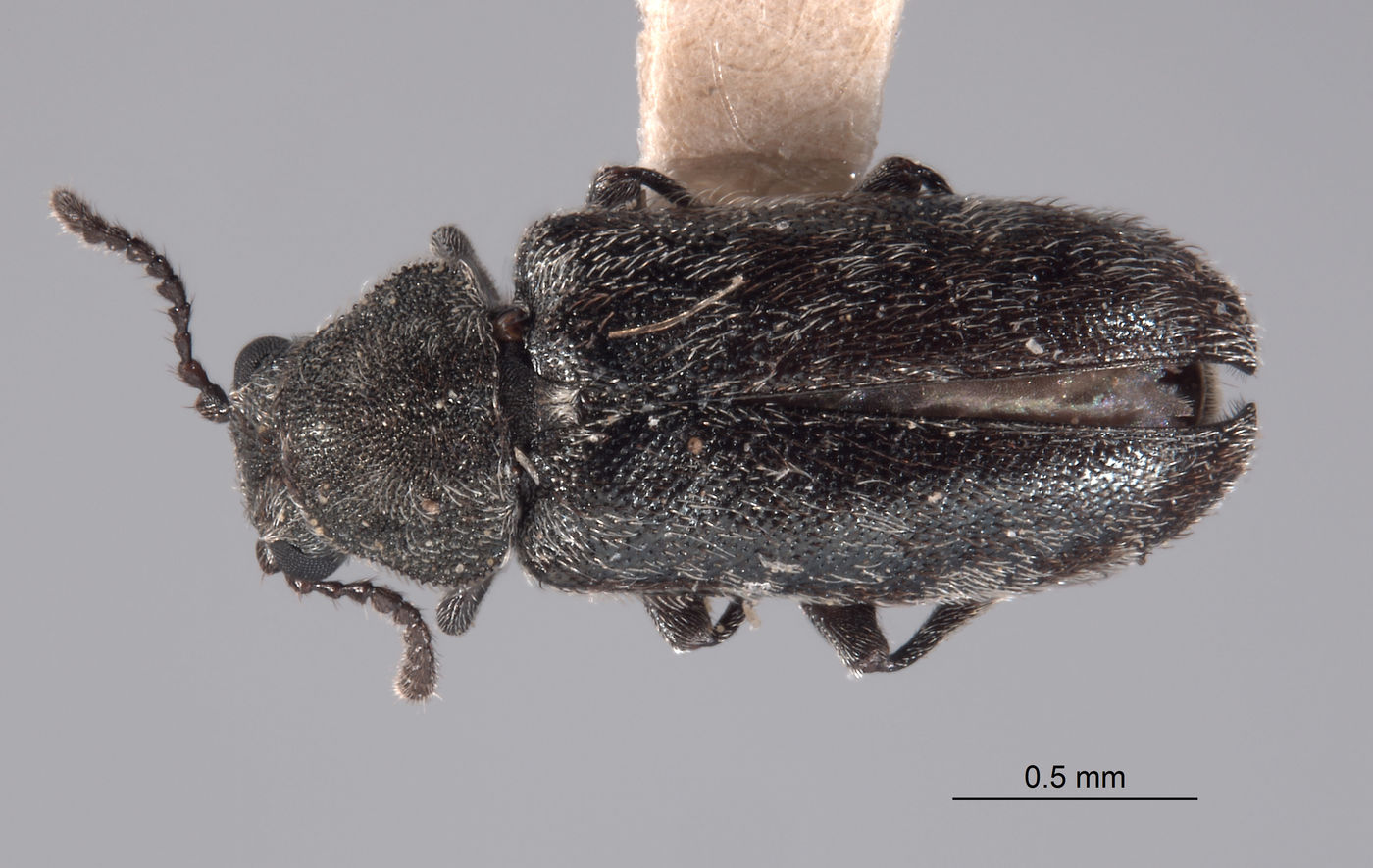 Listrus cephalicus image