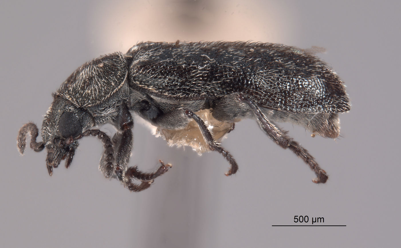 Listrus cephalicus image