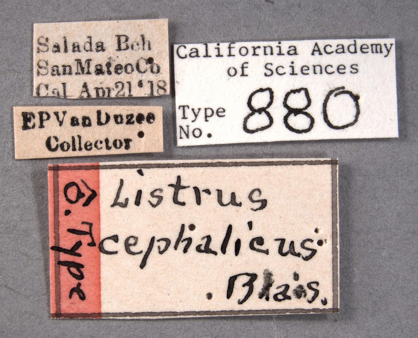 Listrus cephalicus image