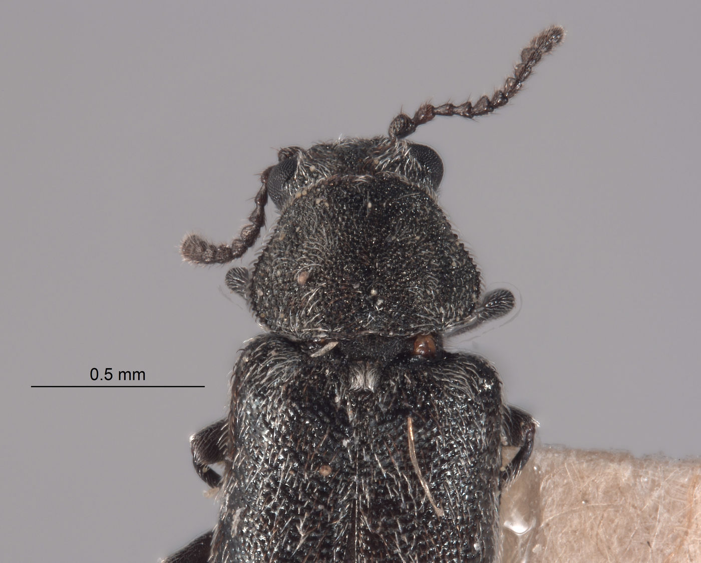 Listrus cephalicus image
