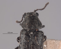 Listrus cephalicus image