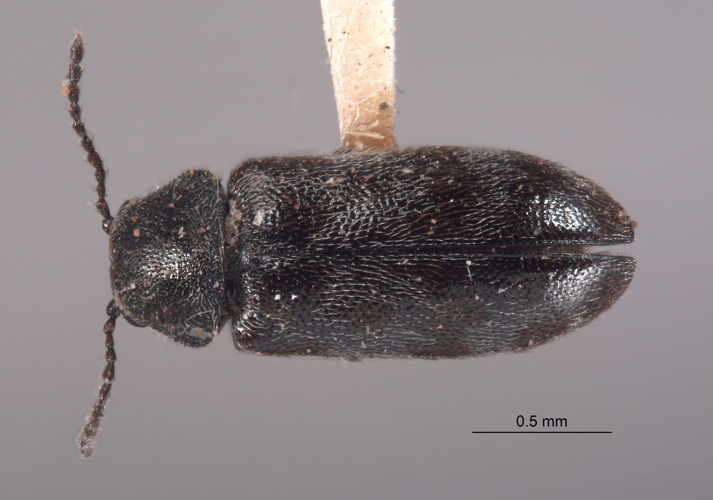 Listrus dilutus image