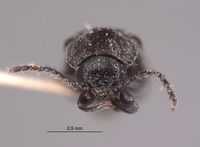 Listrus dilutus image