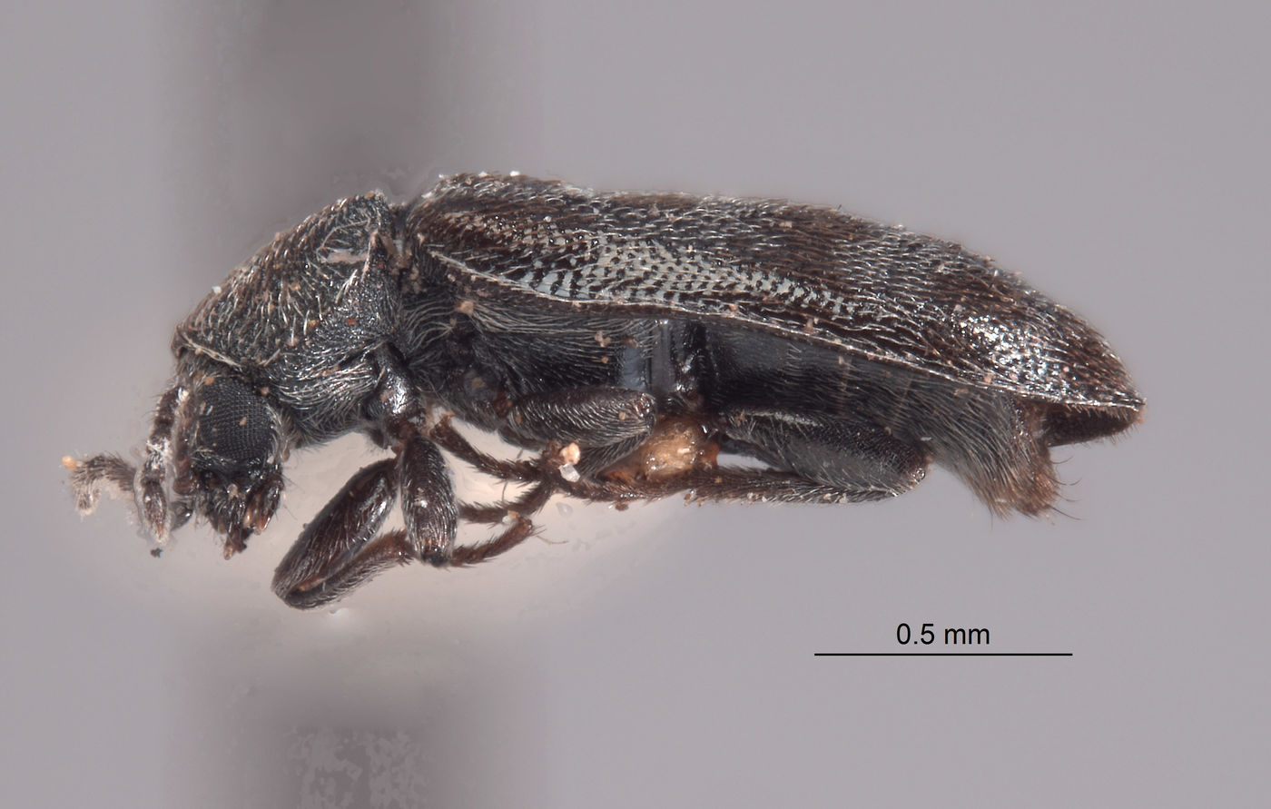 Listrus dilutus image
